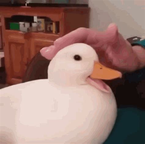The best <b>GIFs</b> are on <b>GIPHY</b>. . Ducking gif